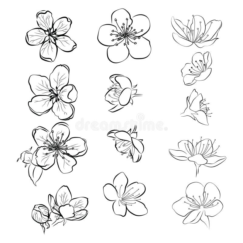 Set of cherry blossoms. Collection of flowers of sakura. Black and white drawing of spring flowers. Linear Art. Tattoo. Set of cherry blossoms. Collection of vector illustration