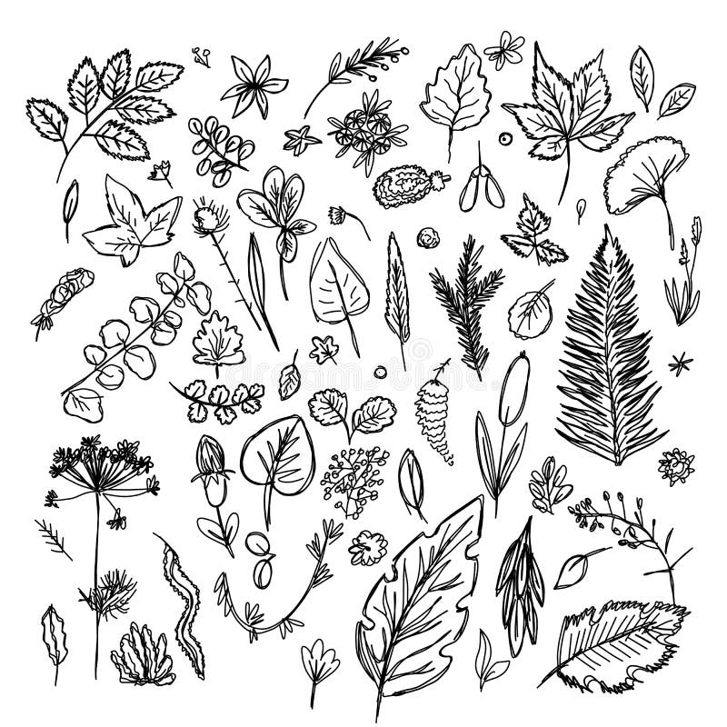 Set of different leaves and branches drawn in the style of children`s drawing fast by hand royalty free illustration Set of different leaves and branches drawn in the style of children`s drawing fast by hand royalty free illustration