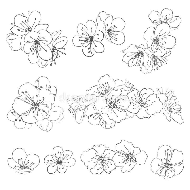 Set of drawing cherry blossoms. Black on white royalty free illustration