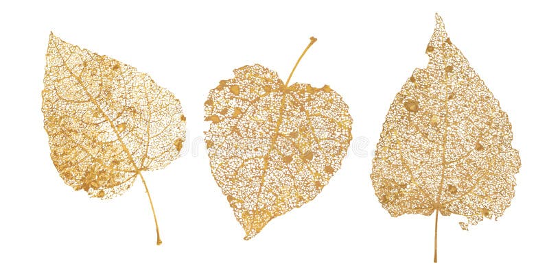 Set of golden leaves skeletons. Fallen foliage for autumn designs. Natural leaf of aspen and birch. Vector illustration. stock illustration Set of golden leaves skeletons. Fallen foliage for autumn designs. Natural leaf of aspen and birch. Vector illustration. stock illustration