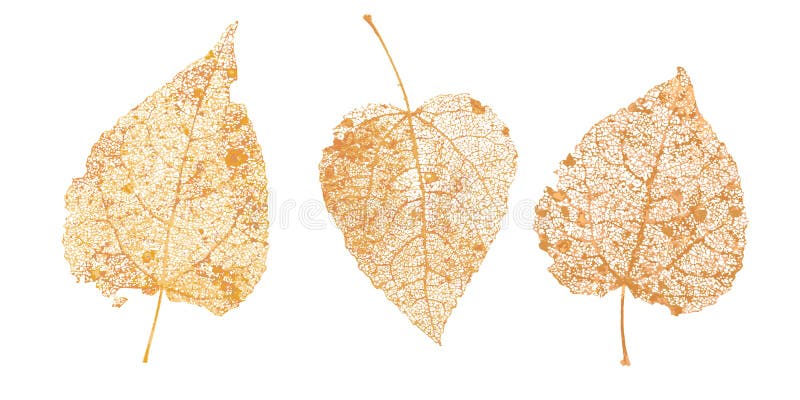 Set of golden leaves skeletons. Fallen foliage for autumn designs. Natural leaf of aspen and birch. Vector illustration. royalty free illustration Set of golden leaves skeletons. Fallen foliage for autumn designs. Natural leaf of aspen and birch. Vector illustration. royalty free illustration