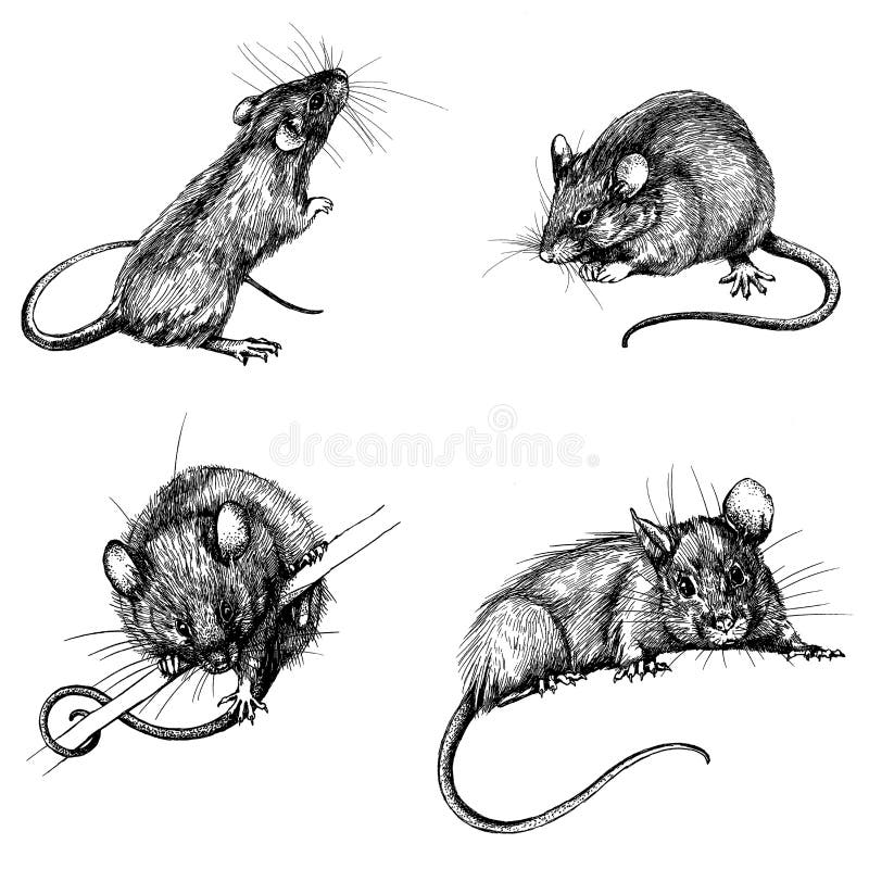 Set new year mouse, rat clip art graphics linner. New year mouse, rat clip art graphics linner set vector illustration