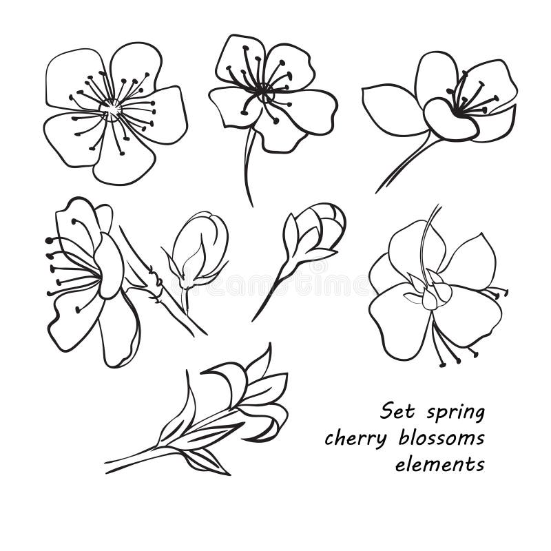 Set of spring cherry blossom flowers. Hand drawing. Black and white. Vector illustration stock illustration