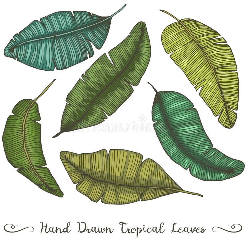 Six different hand drawn vector banana leaves, on white tropical drawing. 6 different hand drawn vector banana leaves, on white tropical leaves drawing vector illustration