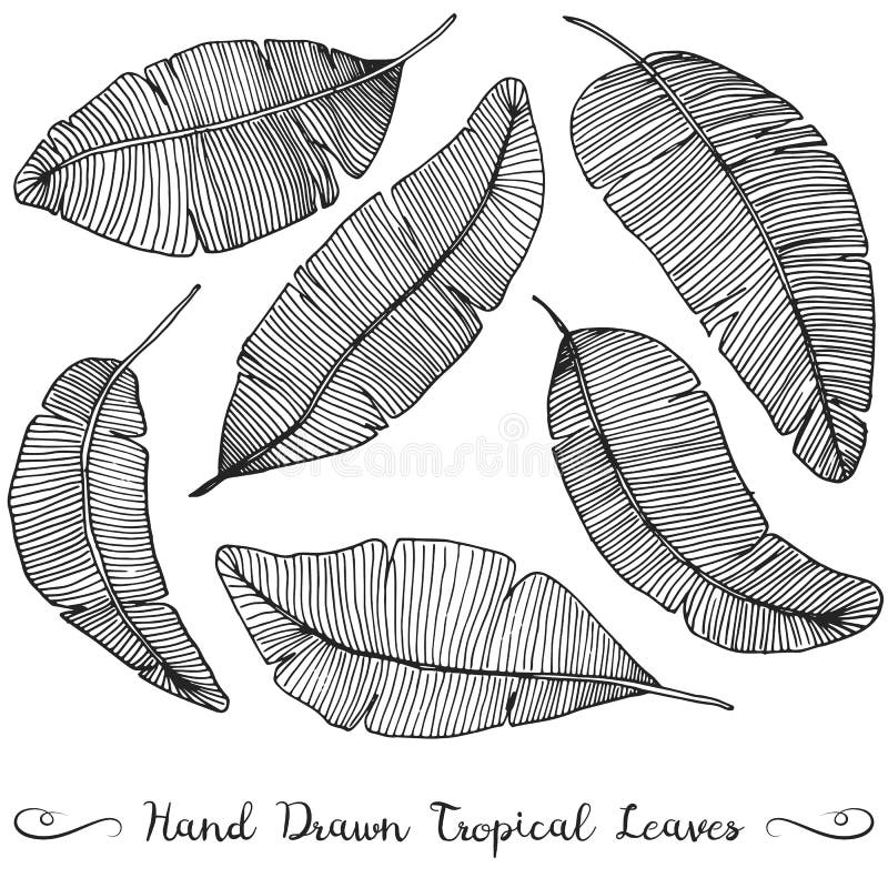 Six different hand drawn vector banana leaves, on white tropical drawing. 6 different hand drawn vector banana leaves, on white tropical leaves drawing royalty free illustration