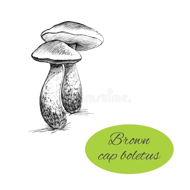 Brown Cap Boletus Drawing royalty free illustration