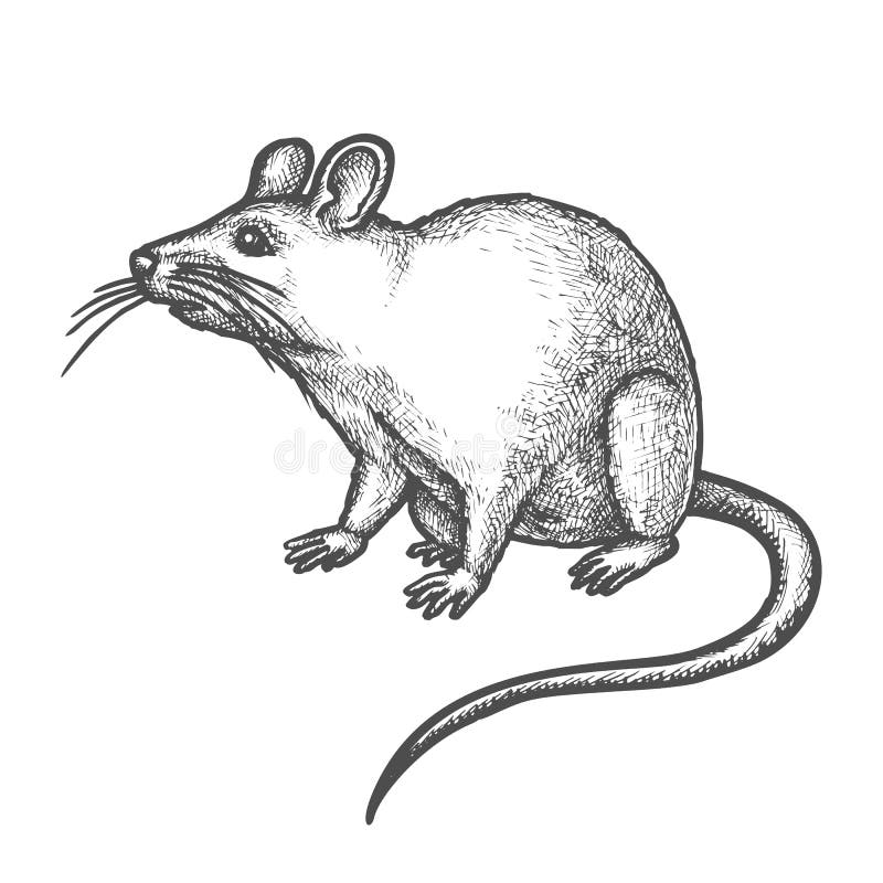 Sketch mouse, cute hand drawn rat rodent animal. Mouse vector sketch, hand drawn illustration of funny rat rodent animal. House mouse or wild rat with lifted vector illustration