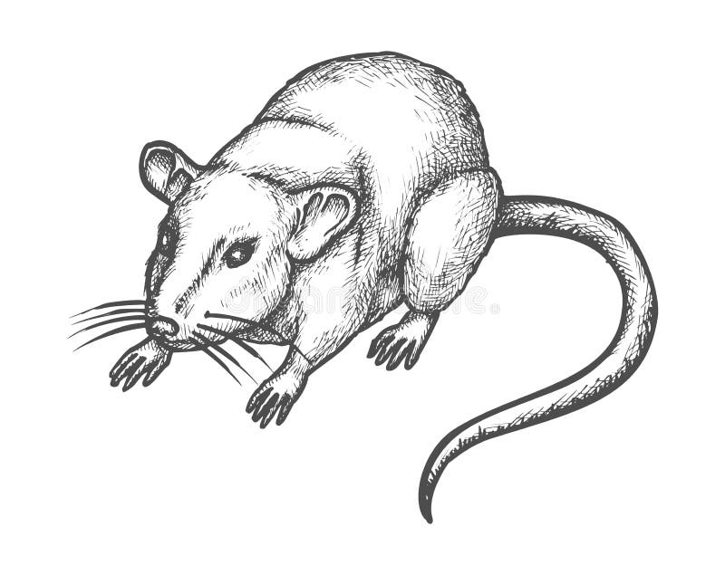 Sketch mouse, hand drawn wild rat rodent animal. Mouse or rat sketch, vector hand drawn illustration of rodent animal. House mouse or wild rat realistic pencil stock illustration
