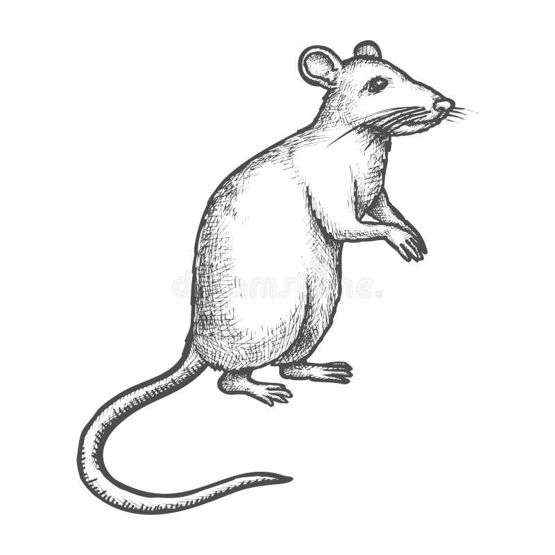 Sketch mouse, rat on rear paws, hand drawn rodent. Mouse or rat vector sketch, hand drawn illustration of rodent animal. House mouse or wild rat standing on rear vector illustration