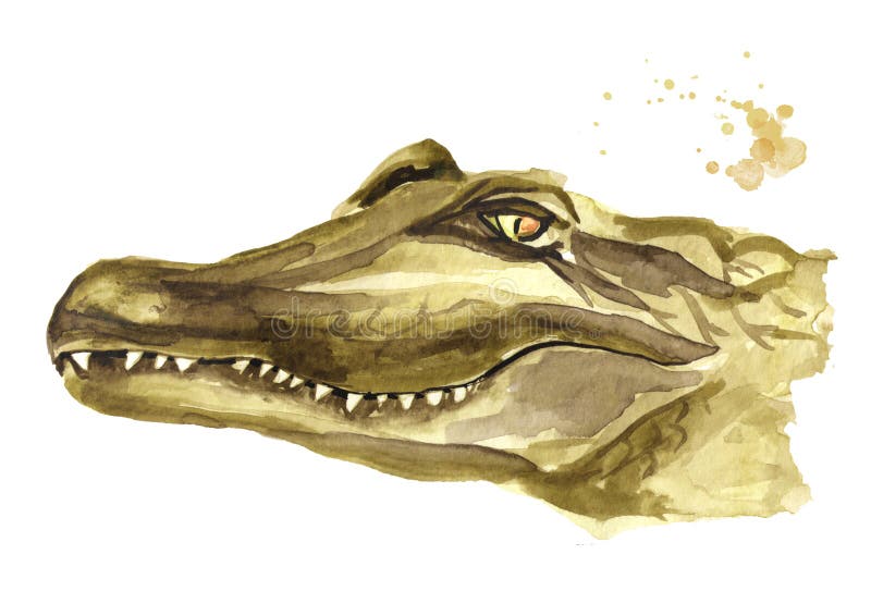 The smiling muzzle or head of a crocodile or Alligator. Watercolor hand drawn illustration, isolated on white background.  vector illustration