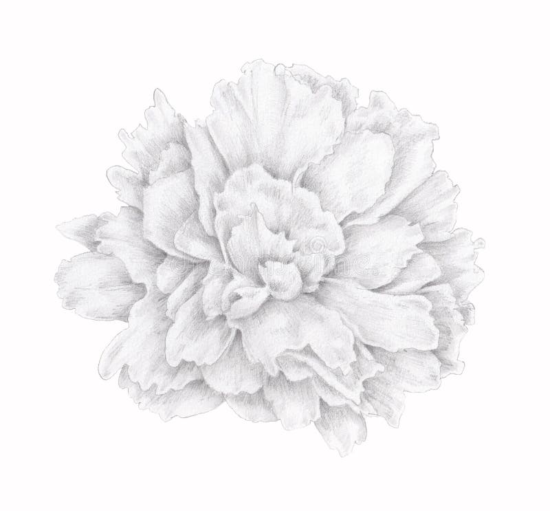 Isolated Hand drawn pencil drawing flower head of peony on white background. Vintage. Softness Black and white floral element. Isolated Hand drawn pencil drawing royalty free illustration