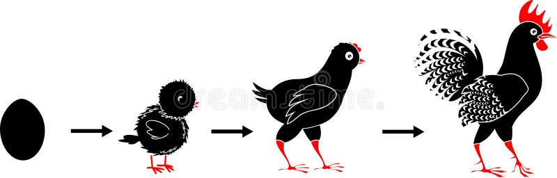 Stages of black rooster. Growth from egg to adult bird stock illustration