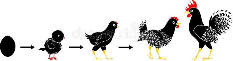 Chicken life cycle. Stages of chicken growth from egg to adult bird vector illustration