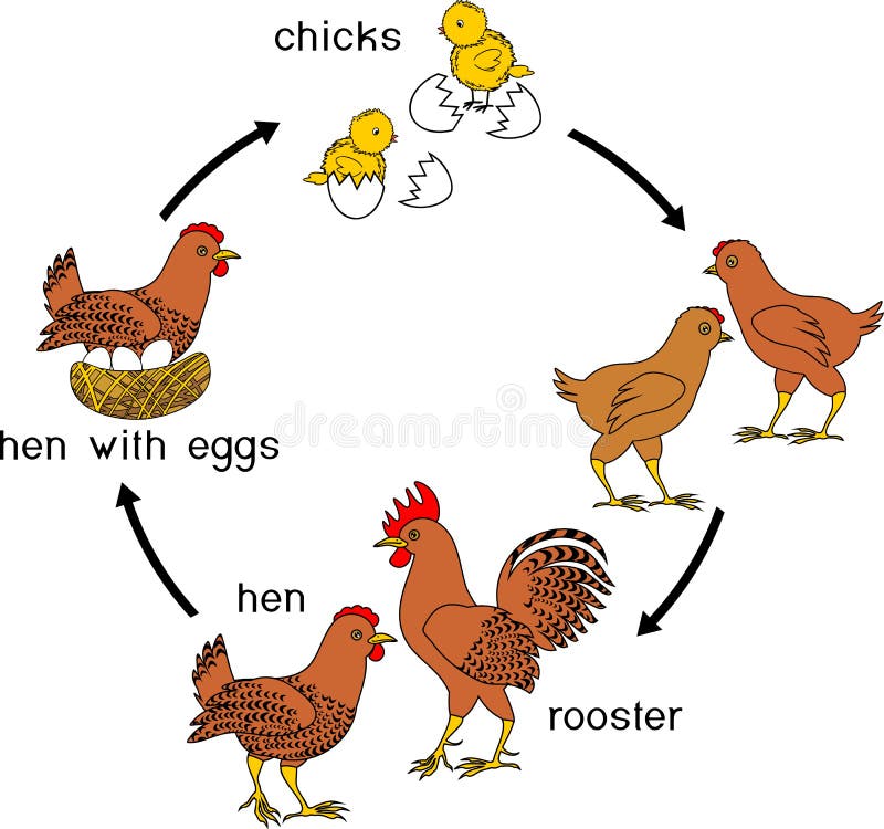 Stages of chicken growth from egg to adult bird. Chicken life cycle with titles. Stages of chicken growth from egg to adult bird stock illustration