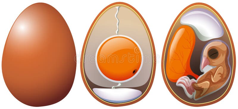 Stages of egg development. Illustration stock illustration