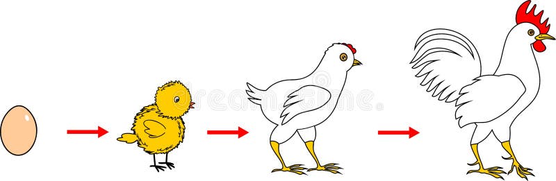 Stages of rooster. Growth from egg to adult bird royalty free illustration