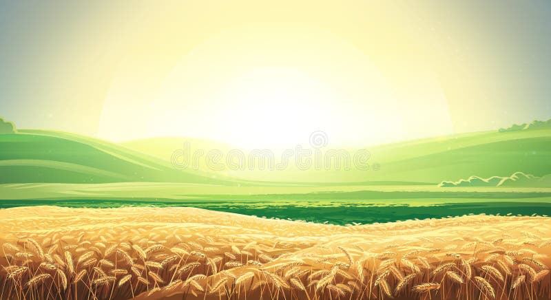 Summer landscape with field of wheat royalty free illustration