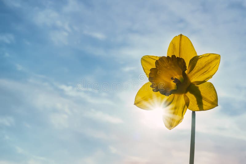 Sun shining through the petals of single daffodil agains a blue slightly cloudy sky with copy space.  stock photography
