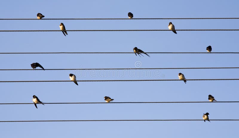 Swallows royalty free stock photo Swallows royalty free stock photo