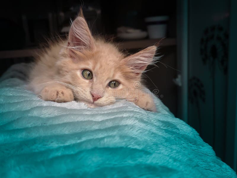 Sweet little red ginger maine coon kitten. Orange cat like from cartoon with empty space for text stock photography