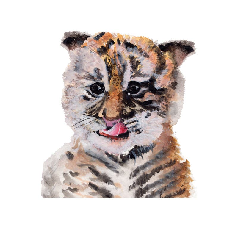 Tiger watercolor painting.Watercolor hand painted botanical. illustration of a Tiger isolated. On white background royalty free illustration Tiger watercolor painting.Watercolor hand painted botanical. illustration of a Tiger isolated. On white background royalty free illustration