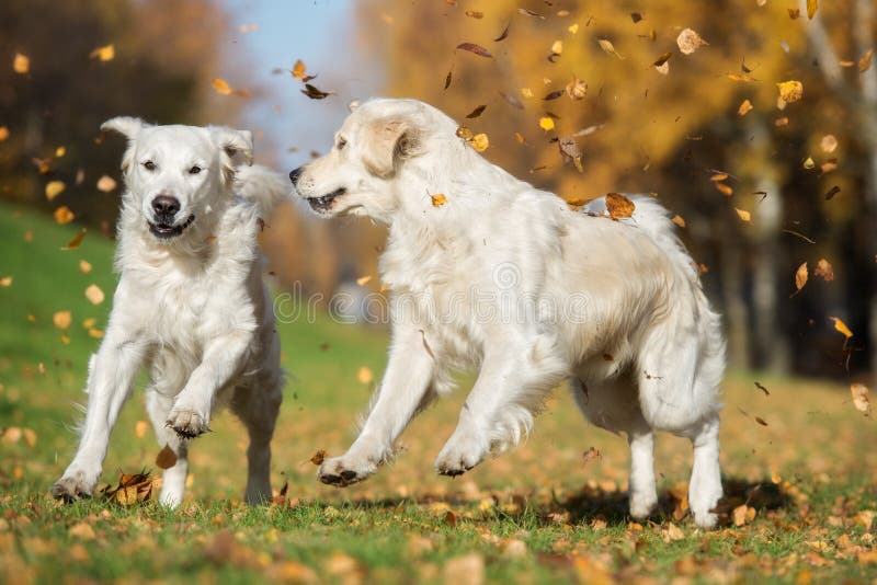 Two golden retriever dogs playing outdoors in autumn royalty free stock image