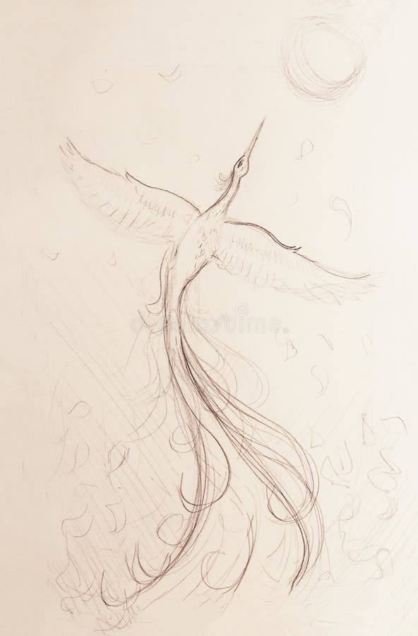 Uprising phoenix bird flying up, drawing on white paper background. Uprising phoenix bird flying up, drawing on white paper background royalty free illustration