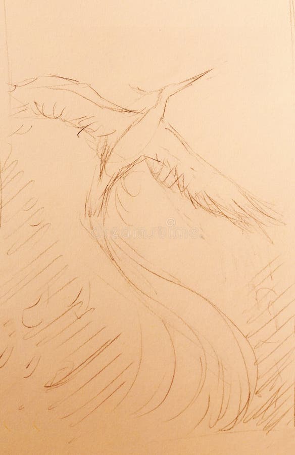 Uprising phoenix bird flying up, drawing on white paper background. Uprising phoenix bird flying up, drawing on white paper background vector illustration
