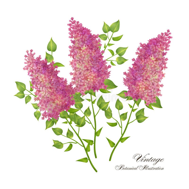 Vector branch of lilac. On white background. Botanical illustration vector illustration