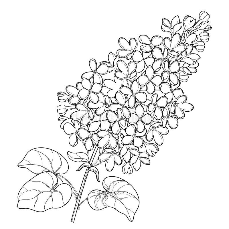 Vector branch with outline Lilac or Syringa flower bunch and ornate leaves in black isolated on white background. Blossoming garden plant Lilac in contour royalty free illustration