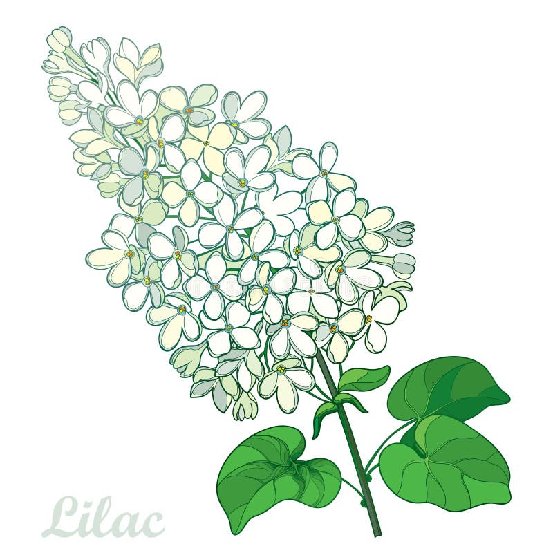 Vector branch with outline pastel white Lilac or Syringa flower bunch and ornate green leaves isolated on white background. Blooming garden plant Lilac in vector illustration