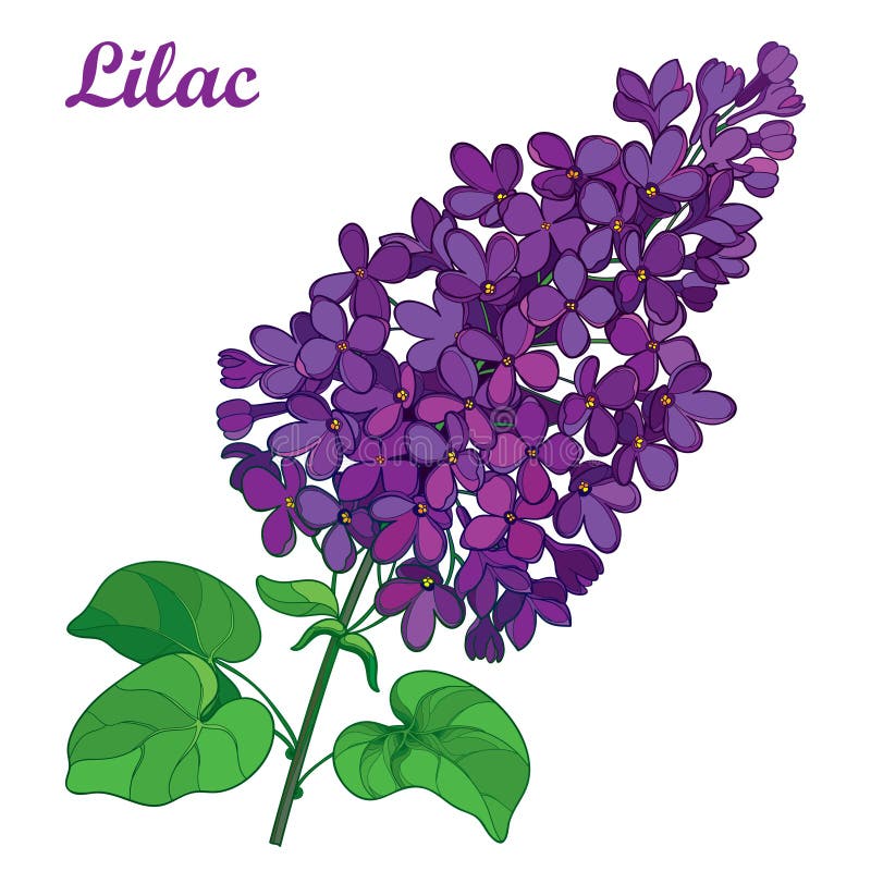 Vector branch with outline purple Lilac or Syringa flower bunch and ornate green leaves isolated on white background. Blooming garden plant Lilac in contour royalty free illustration
