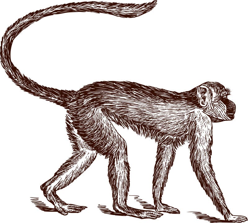 Monkey. Vector drawing of a monkey going on four paws vector illustration