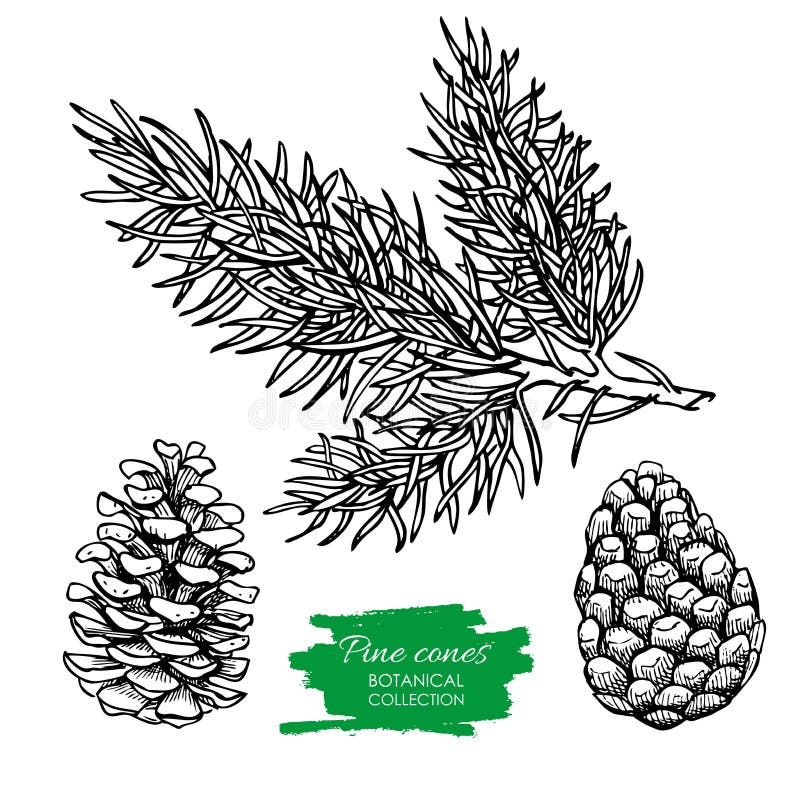 Vector hand drawn botanical Pine cone and branch. Engraved collection. Great for greeting cards, backgrounds, holiday decor royalty free illustration