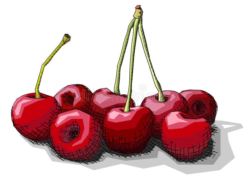 Vector illustration of drawing cherries. Vector illustration graphic arts sketch of drawing bunch of cherries stock illustration