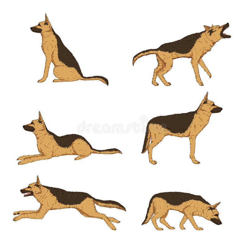 Vector Set of Cartoon German Shepherd Dogs. Vector Set of Cartoon German Shepherd Dog Illustrations vector illustration Vector Set of Cartoon German Shepherd Dogs. Vector Set of Cartoon German Shepherd Dog Illustrations vector illustration