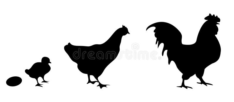 Vector silhouettes of an egg, chick, chicken and rooster. Vector illustration of chickens in various stages of development stock illustration