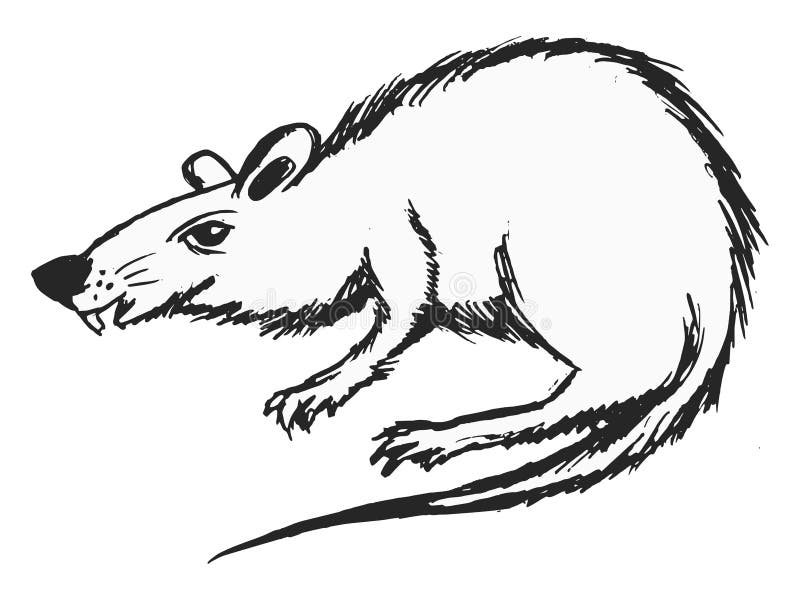 Vector illustration of toothy rat. Vector, sketch illustration of toothy rat. Motives of wildlife, pests, horror vector illustration