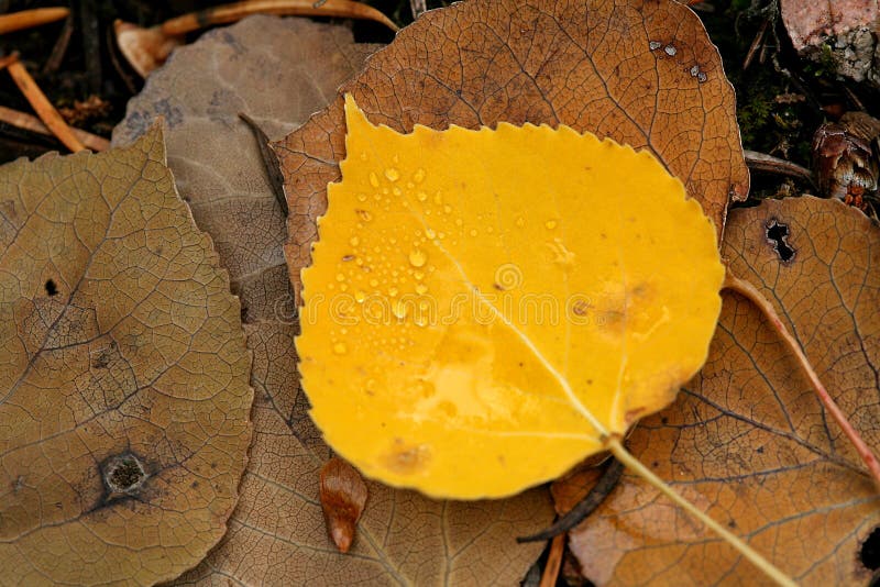 Water drops on yellow aspen leaf. Yellow aspen leaf against decaying leaves stock photography Water drops on yellow aspen leaf. Yellow aspen leaf against decaying leaves stock photography