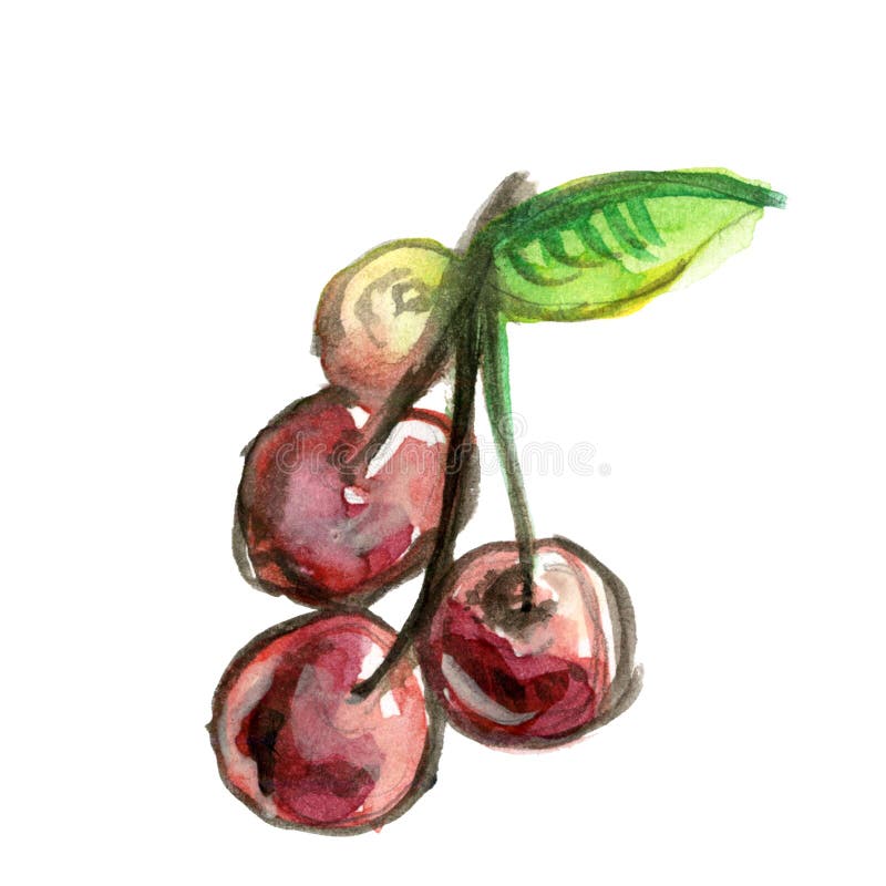 Watercolor drawing of four ripe cherries on a leg with a leaf isolated on a white background.  vector illustration