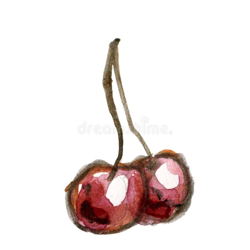 Watercolor drawing of two bold dark red cherries on a leg isolated on a white background. Watercolor drawing of two bold dark red cherries on a leg isolated on royalty free illustration