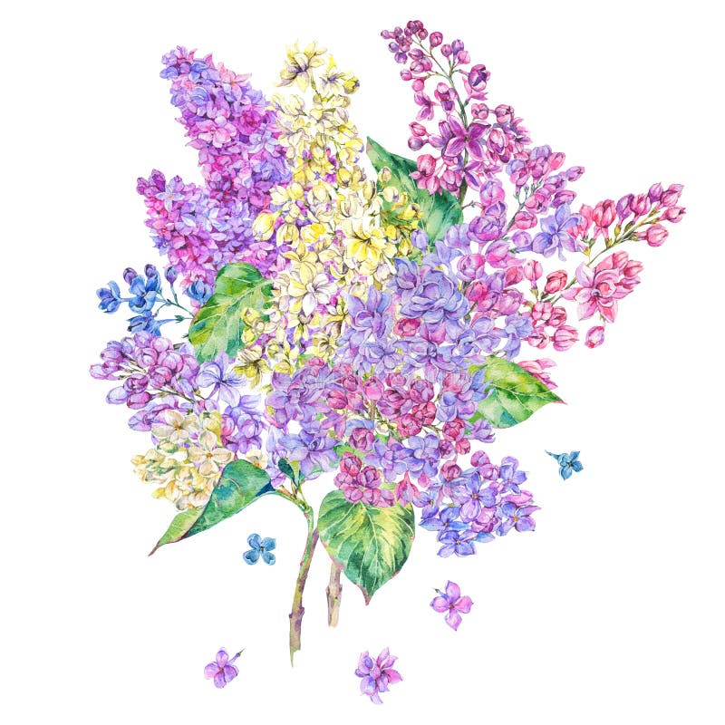Watercolor floral spring card, blooming branch of lilac. Watercolor floral spring greeting card, blooming branch of lilac. Nature botanical illustration, natural stock illustration