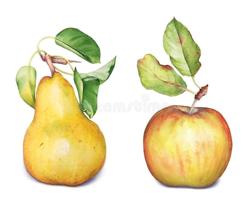 Apple and pear fruits vector illustration