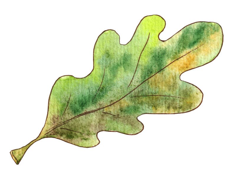 Watercolor illustration green oak leaf on white background royalty free illustration
