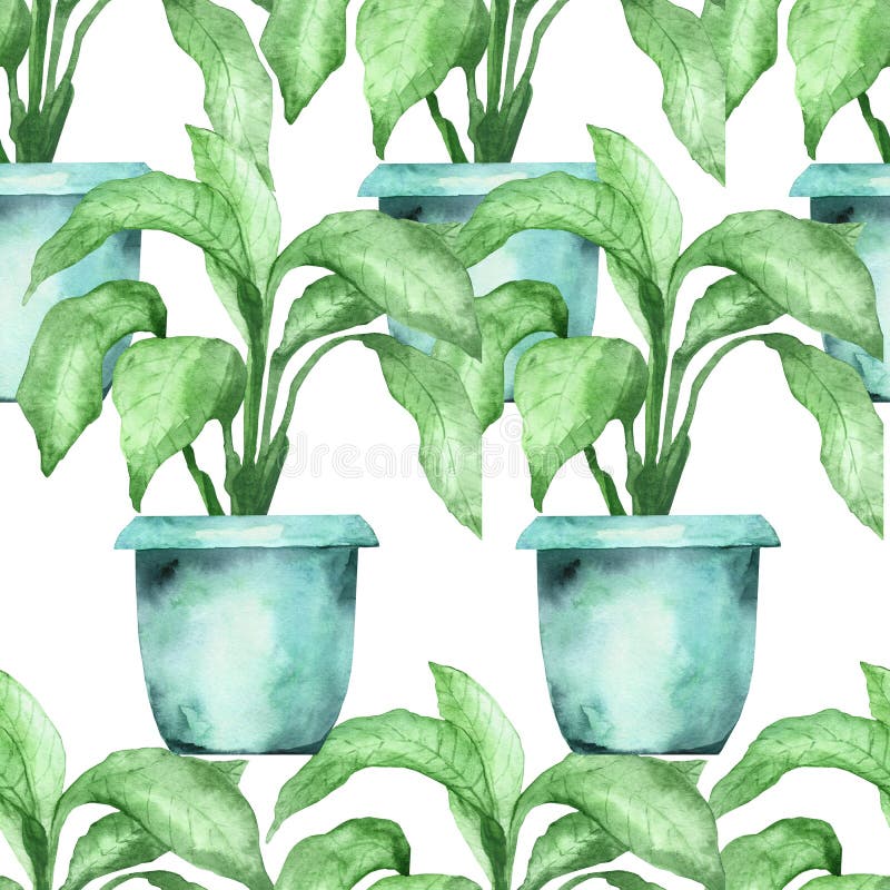 Watercolor hand painted nature greenery seamless pattern with green ficus leaves on branches in the light blue clay pot. On the white background, trendy home stock illustration