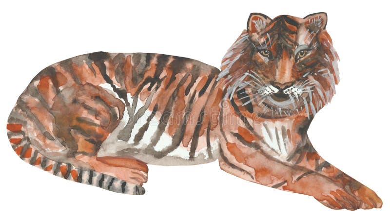 Watercolor hand painted nature wild animal composition with tiger in the black and orange striped. Lying isolated on the white background for tropical zoo stock illustration Watercolor hand painted nature wild animal composition with tiger in the black and orange striped. Lying isolated on the white background for tropical zoo stock illustration