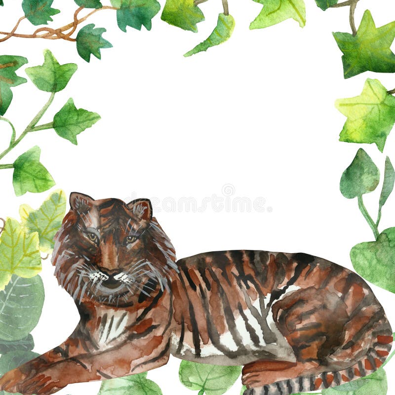 Watercolor hand painted nature wild animal and greenery frame with green loach plant and tiger in black and orange striped. On the white background for vector illustration Watercolor hand painted nature wild animal and greenery frame with green loach plant and tiger in black and orange striped. On the white background for vector illustration
