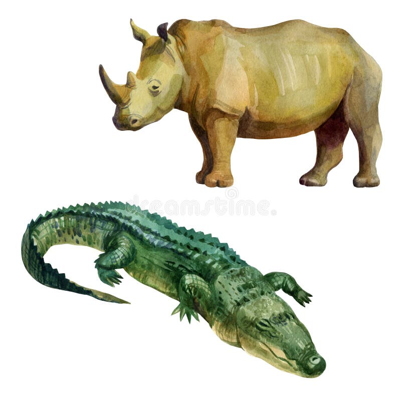 Watercolor illustration, african wild animals. Rhino, crocodile. Isolated freehand drawing on a white background. Watercolor illustration african wild animals vector illustration