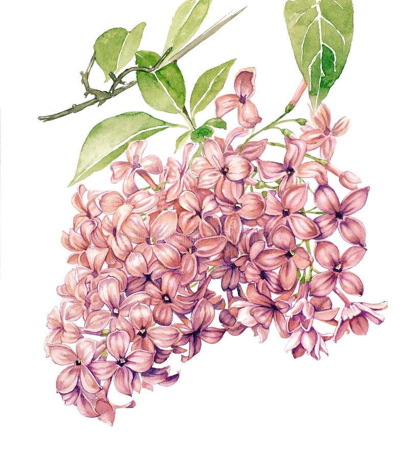 Lilac stock illustration
