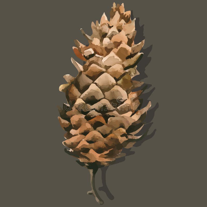 Watercolor painted and hand drawn inked drawing of pine cone. Isolated vector illustration vector illustration